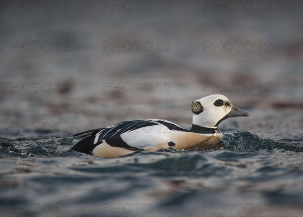 Steller's steller's eider