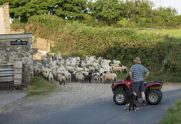 Sheep farming