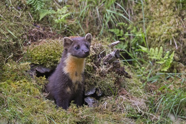 Pine Marten