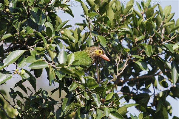 Brown-headed Barbet