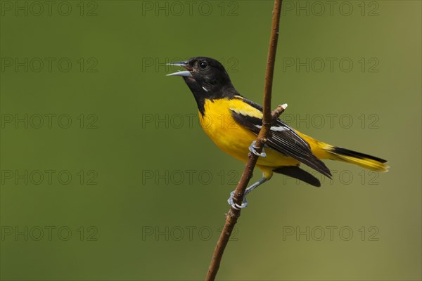 Baltimore baltimore oriole