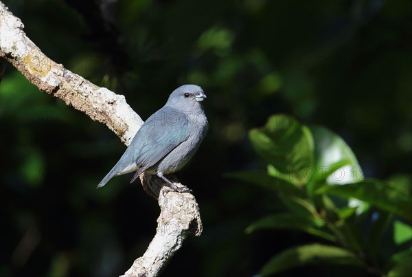 Jamaican Euphonia