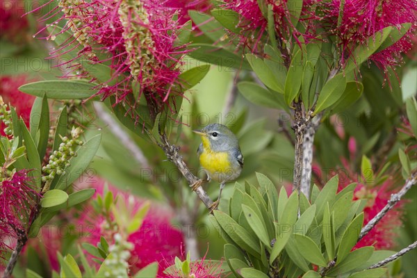 Northern northern parula