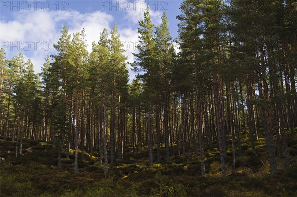 Coniferous woodland habitat