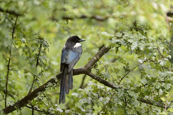 European magpie