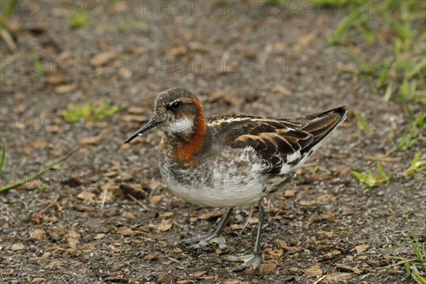 Red-necked phalarope