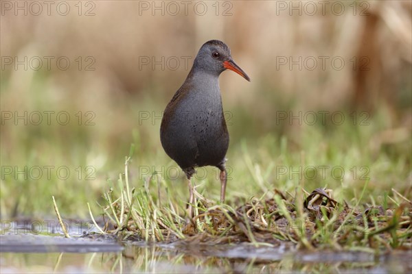 Water Rail