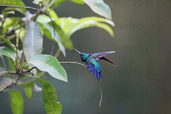 Blue-chinned blue-chinned sapphire