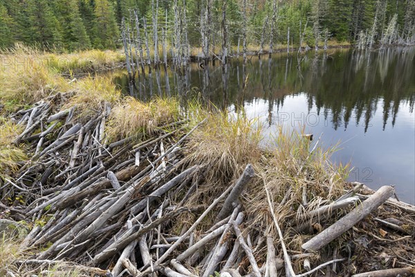 Dam of a North American beaver