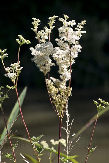 Spiraea ulmaria