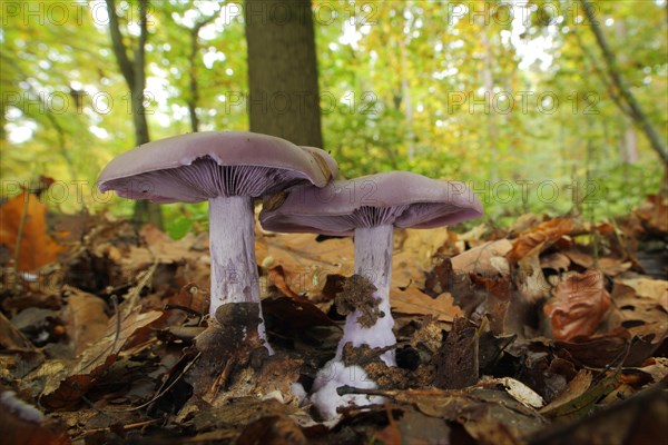 Two violet red chanterelles