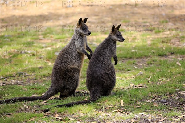 Swamp Wallaby