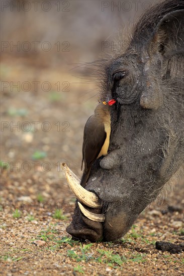 Red-billed oxpecker