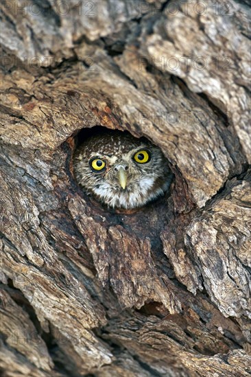 Pearl-spotted owlet