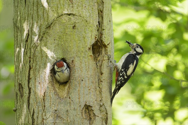 Great Spotted Woodpecker