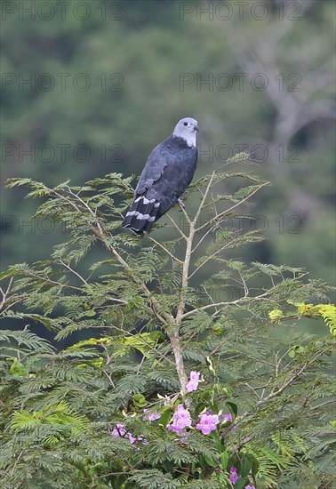 Adult Grey-headed Kite