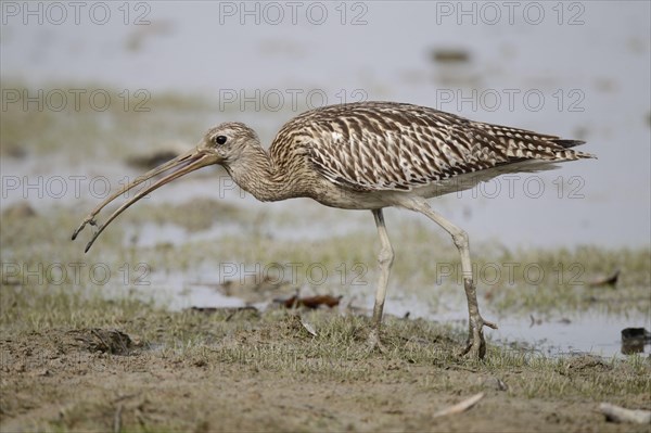 Great Curlew