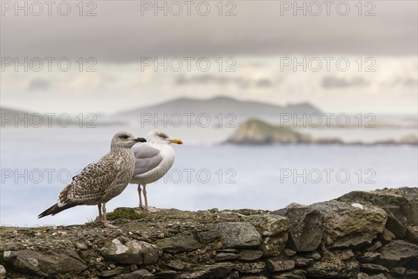 Herring Gull