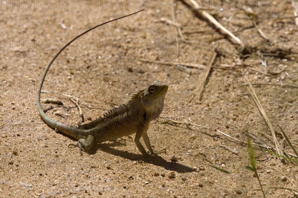 Beautiful Lizard