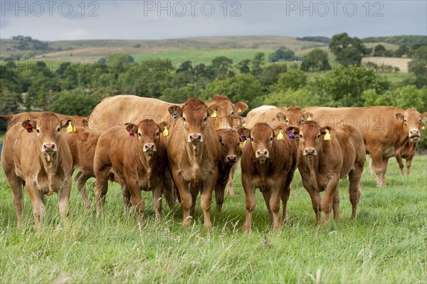 Domestic cattle