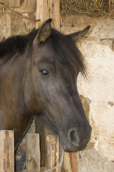 Hungarian Hutsul horses