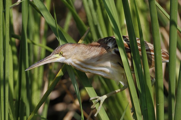 Yellow Bittern