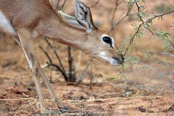 Steenbok