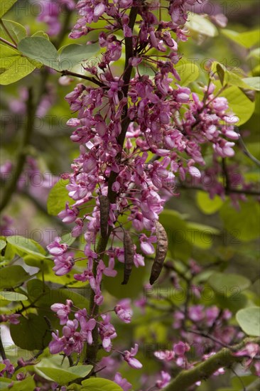 Judas tree