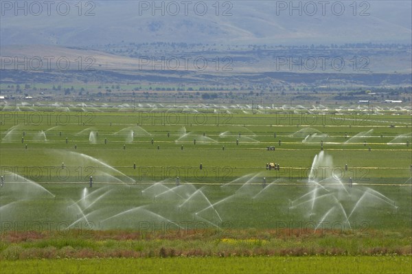 Irrigation of crops with automated system