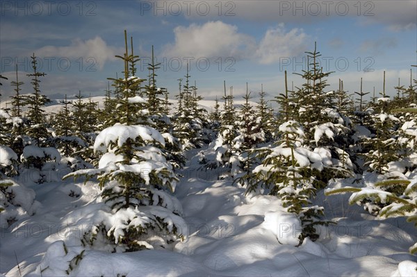 Christmas tree plantation in the snow