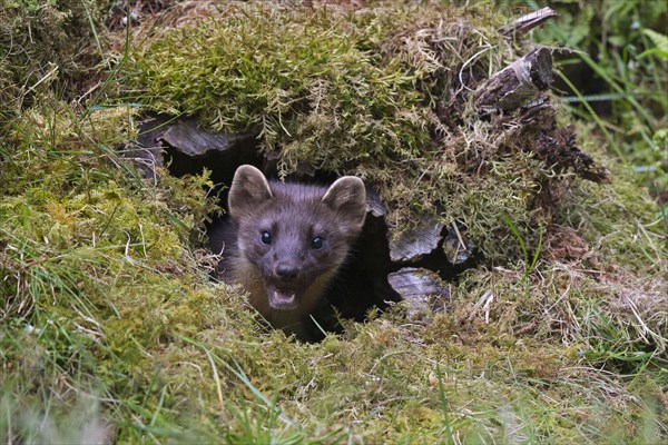 Pine Marten