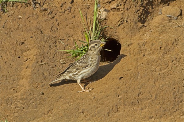 Rock Sparrow