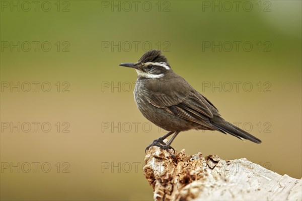 Stripe-breasted Cinclodes