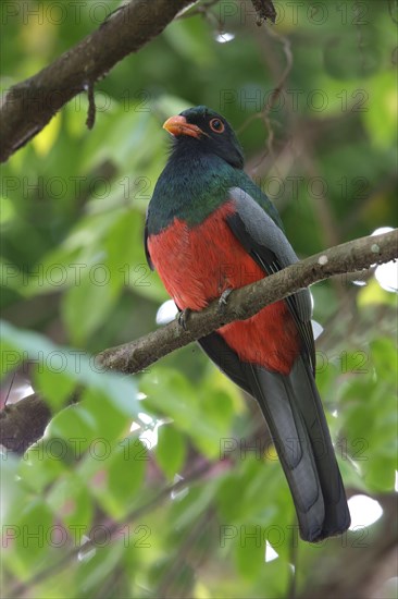 Slaty-tailed Trogon