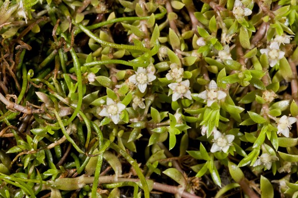 New Zealand Pygmyweed