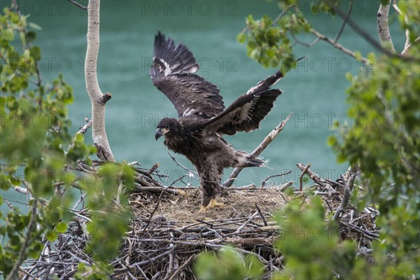 Bald Eagle