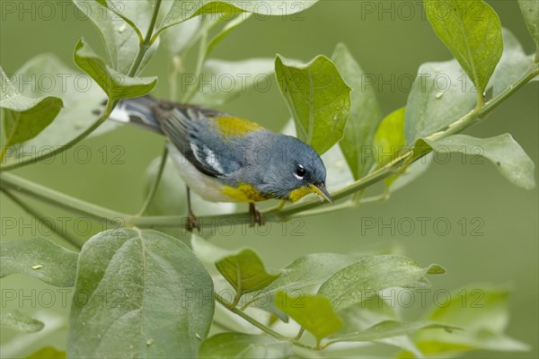 Northern Parula