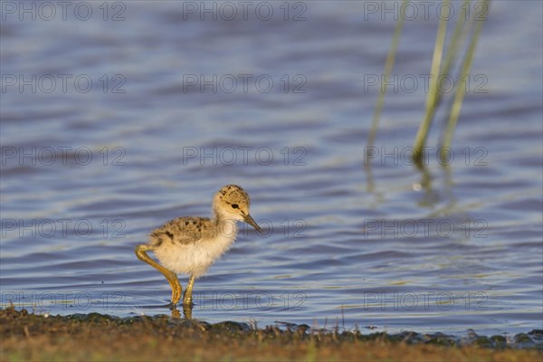 Black-winged Stilt