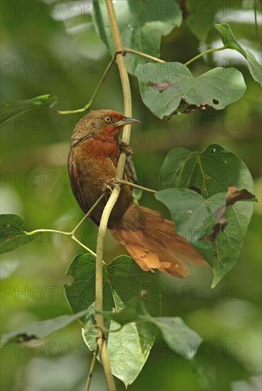 Orange-eyed Thornbill