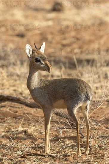 Guenther's Dik-dik