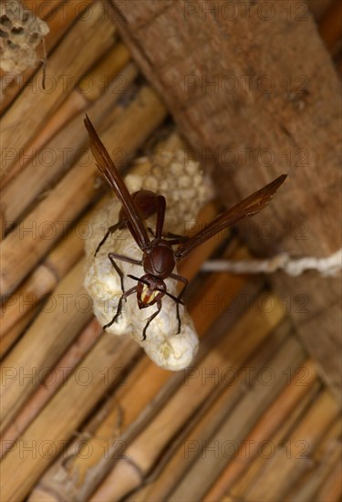 African Paper Wasp