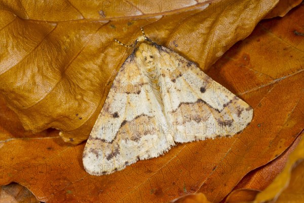 Mottled umber