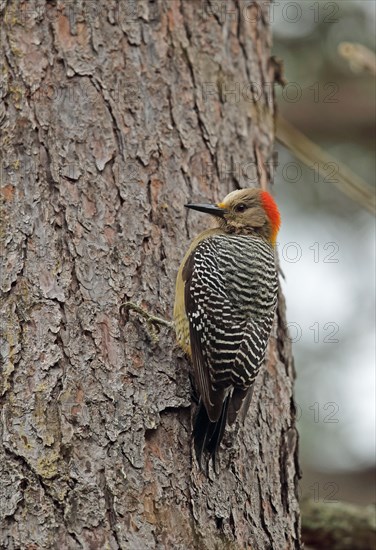 Velasquez woodpecker