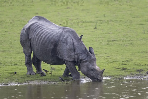 Indian rhinoceros