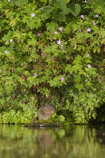 European water vole