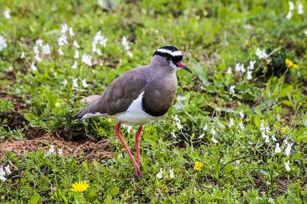 Crowned lapwing