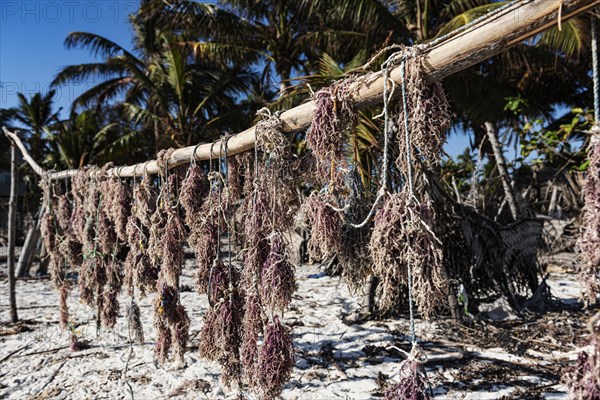 Red alga