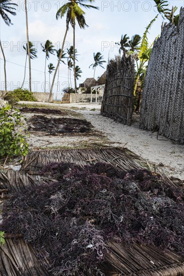 Red algae