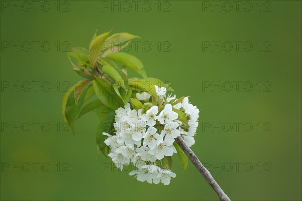 Branch of sour cherry