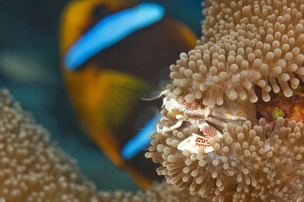 Spotted anemone crab